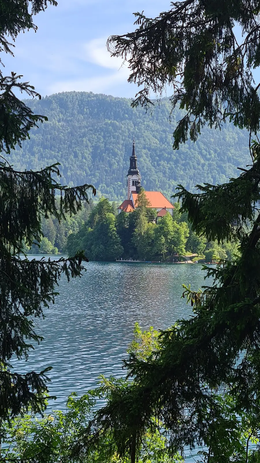 Blejski otok s cerkvijo, med smrekami na bregu jezera